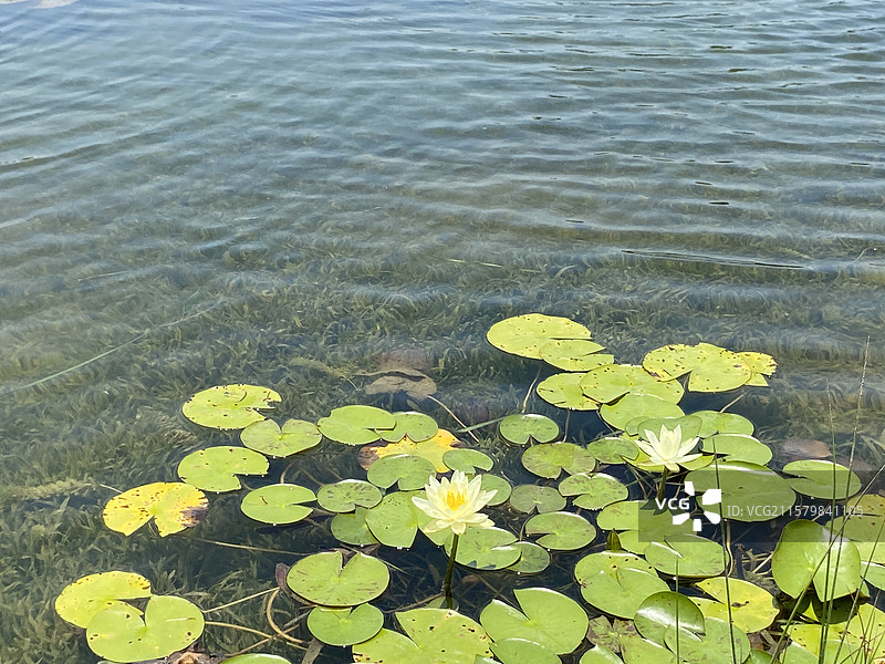 名贵的睡莲图片素材