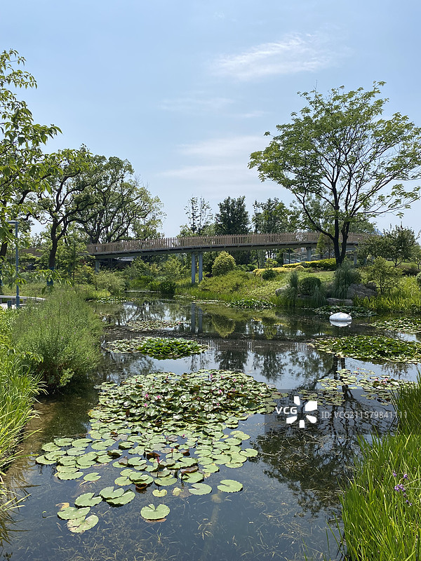 名贵的睡莲图片素材