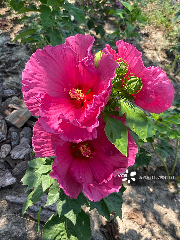 比脸大的芙蓉葵图片素材