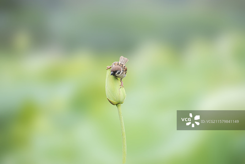 一只麻雀图片素材