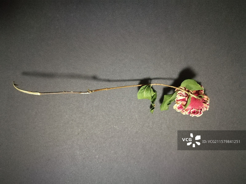 黑色的背景下干枯的康乃馨。干花。枯萎的花朵图片素材