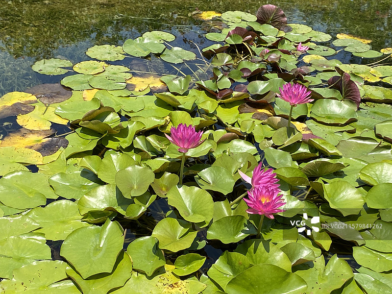 名贵的睡莲图片素材