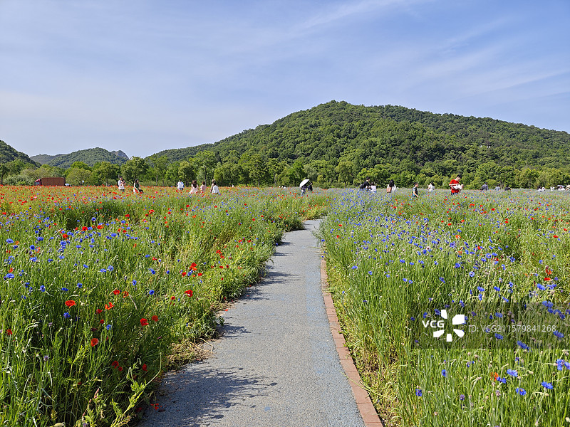 紫色马鞭草花海，红色虞美人花海，杭州铜鉴湖公园花海图片素材