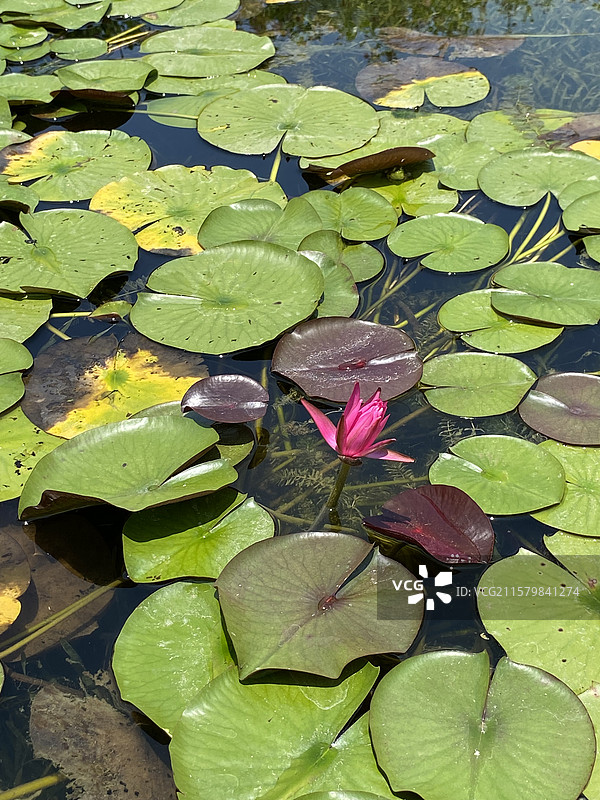 名贵的睡莲图片素材