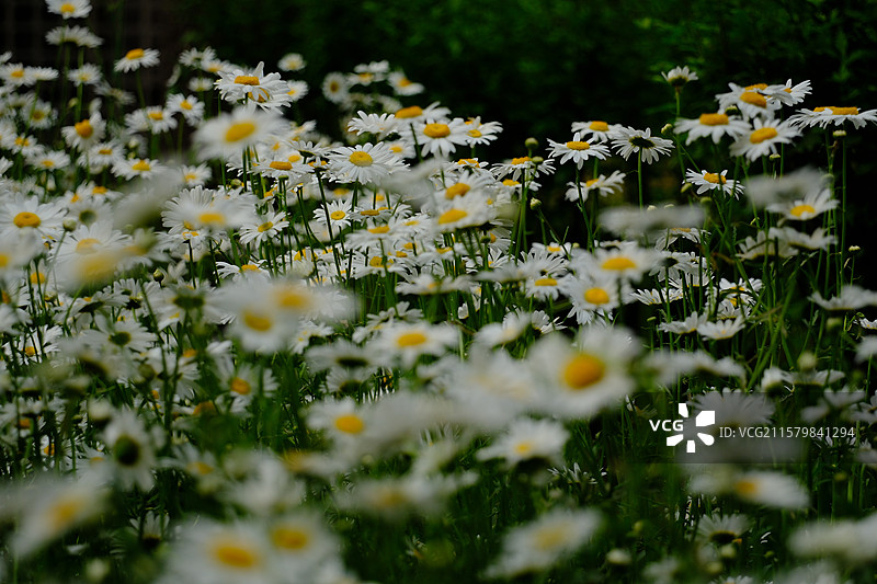 春天大滨菊。清新设计素材。高清风景背景图图片素材