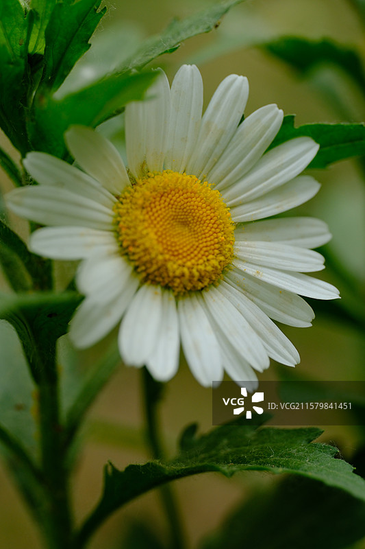 春天大滨菊。清新设计素材。高清风景背景图图片素材