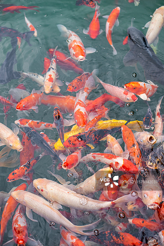 中国野生动物野外动物拍摄主题，鱼池鱼塘里五颜六色的锦鲤正在觅食，户外白昼无人图像摄影图片素材