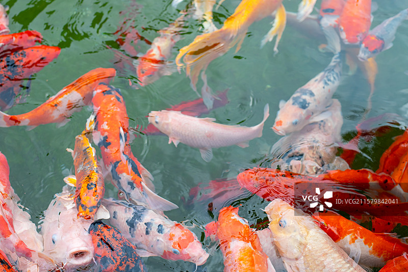 中国野生动物野外动物拍摄主题，鱼池鱼塘里五颜六色的锦鲤正在觅食，户外白昼无人图像摄影图片素材
