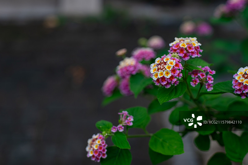 中国野生植物拍摄主题  ,春天的马樱丹五色梅植物树木，盛开的花簇，户外无人图像摄影图片素材