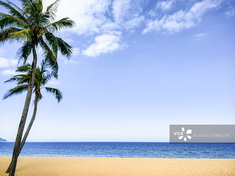 中国野生植物拍摄主题，海南三亚热带雨林椰子树棕榈树和黄色海滩和蓝色大海，户外无人图像摄影图片素材