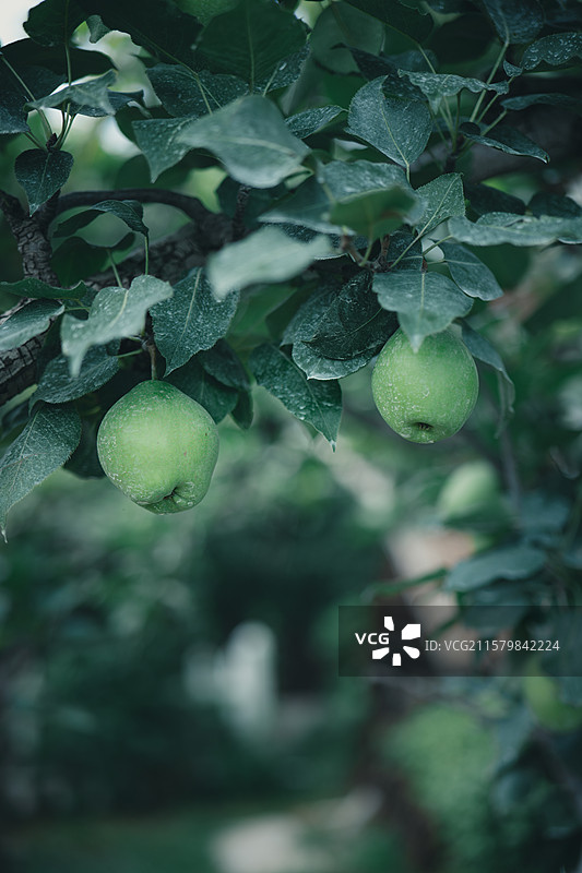 挂在枝头的梨图片素材