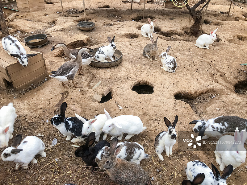 中国家畜牲口拍摄主题，农舍里喂养的白色和黑色的小兔子，户外无人图像摄影图片素材