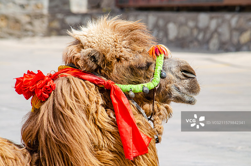 中国野生动物拍摄主题，一匹用于运输游客的骆驼坐在地上休息，户外白昼无人图像摄影图片素材