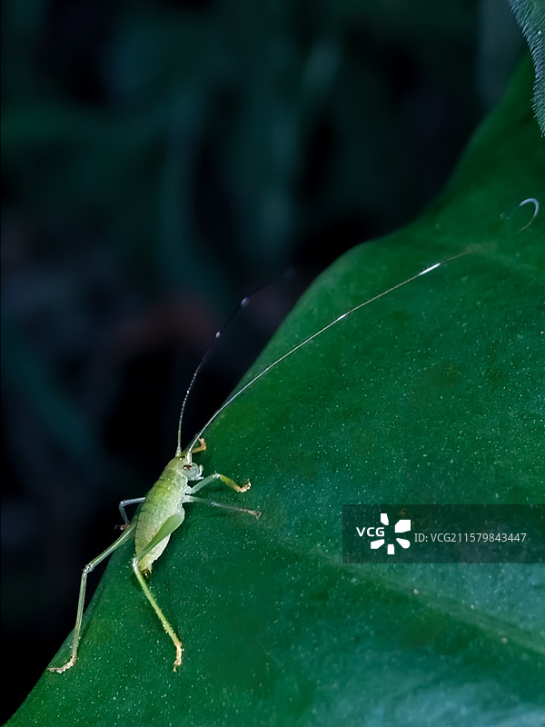 登高(螽斯)图片素材