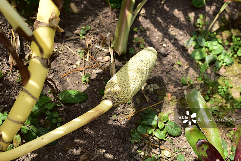 华南地区常见园林绿化树种-锦化龟背竹图片素材