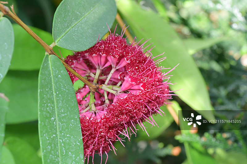 华南地区常见园林绿化树种-威尔逊蒲桃Syzygium wilsonii图片素材