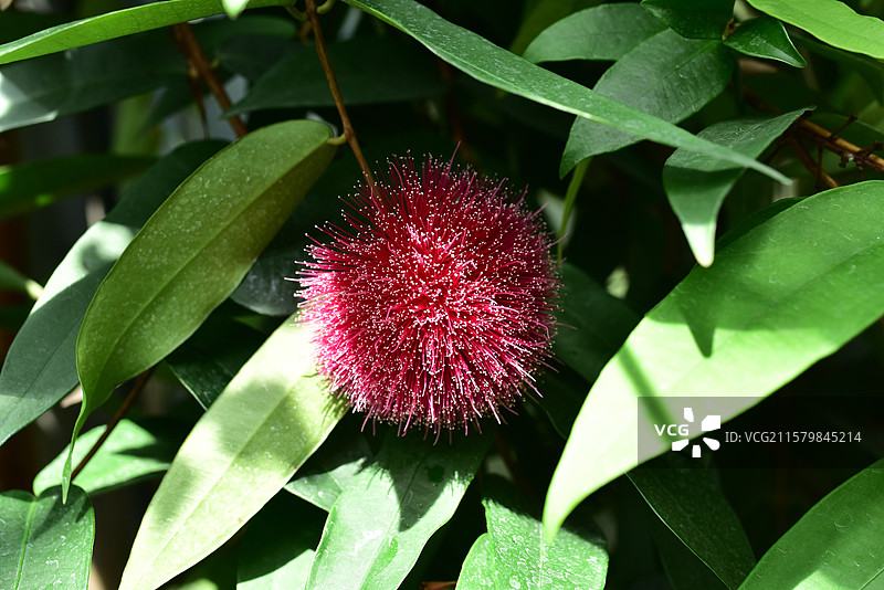 华南地区常见园林绿化树种-威尔逊蒲桃Syzygium wilsonii图片素材
