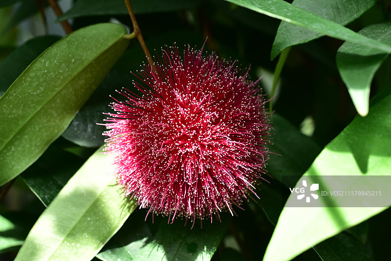 华南地区常见园林绿化树种-威尔逊蒲桃Syzygium wilsonii图片素材