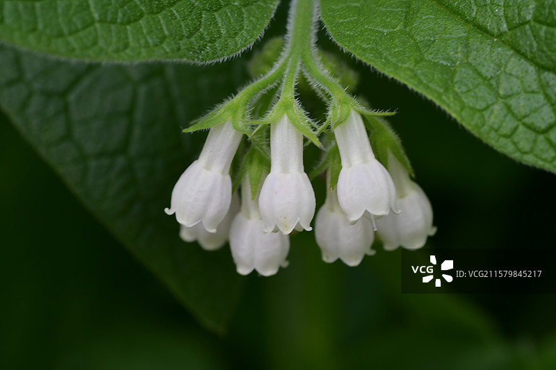 华南地区常见园林绿化树种-Symphytum officinale 聚合草图片素材