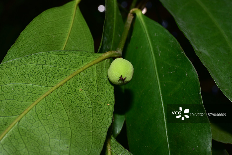 华南珍稀景观绿化树种-Drypetes cumingii青枣核果木图片素材