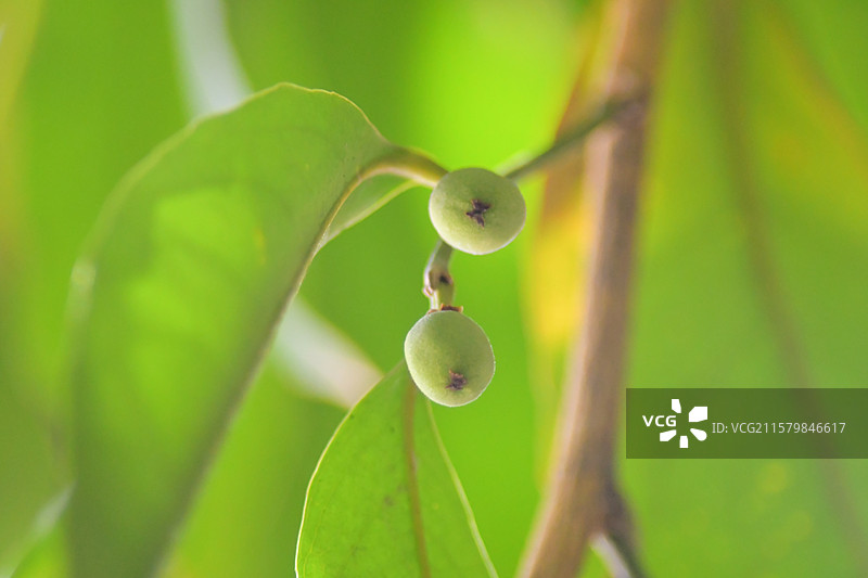 华南珍稀景观绿化树种-Drypetes cumingii青枣核果木图片素材