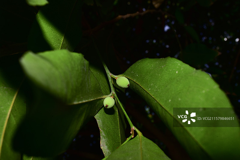 华南珍稀景观绿化树种-Drypetes cumingii青枣核果木图片素材