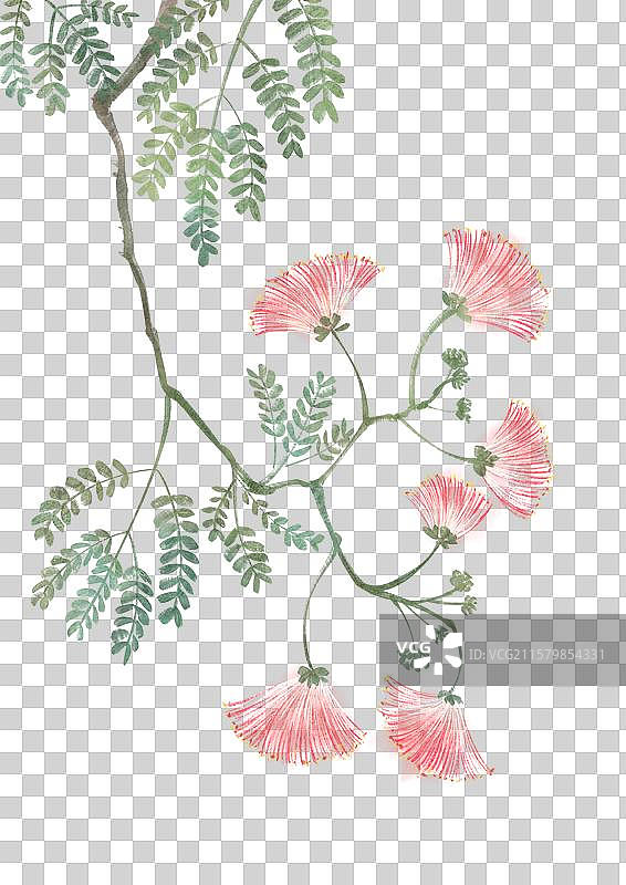 合欢花图片素材