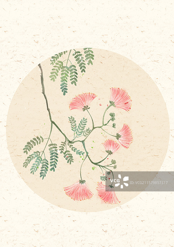 合欢花国风插画图片素材