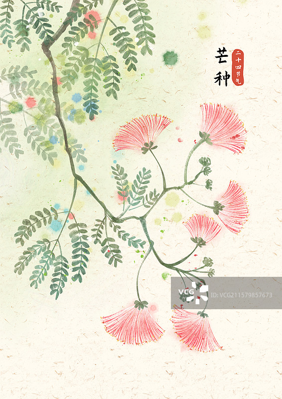 芒种合欢花国风插画图片素材