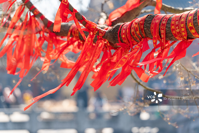 树上悬挂的红色祈福带随风飘动图片素材