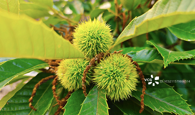 板栗和绿叶图片素材