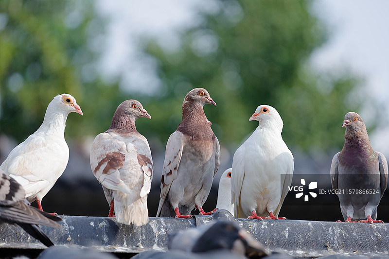 南昌天香园的鸽子图片素材