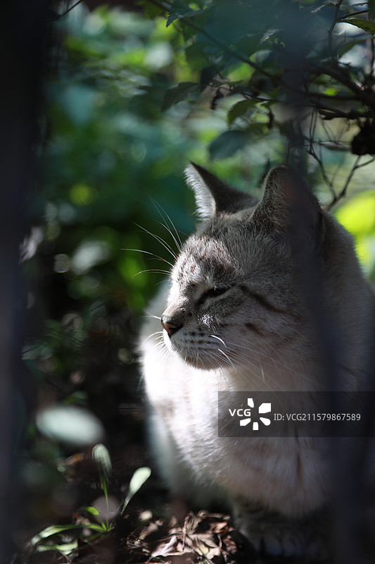 萧红故居的猫图片素材