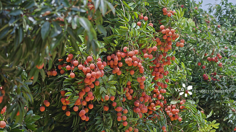 茂名市大井镇木广垌桂味荔枝图片素材