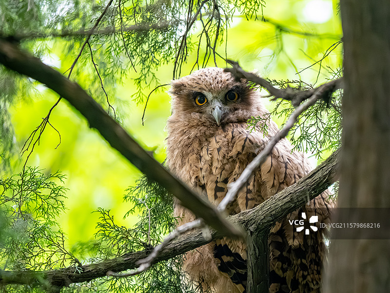 黄腿渔鸮宝宝图片素材