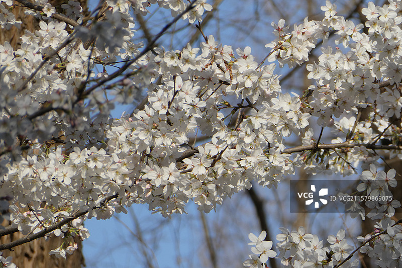 江苏旅游南京文旅南京旅行珍珠河春季樱花盛开景象多视角组图素材图片素材