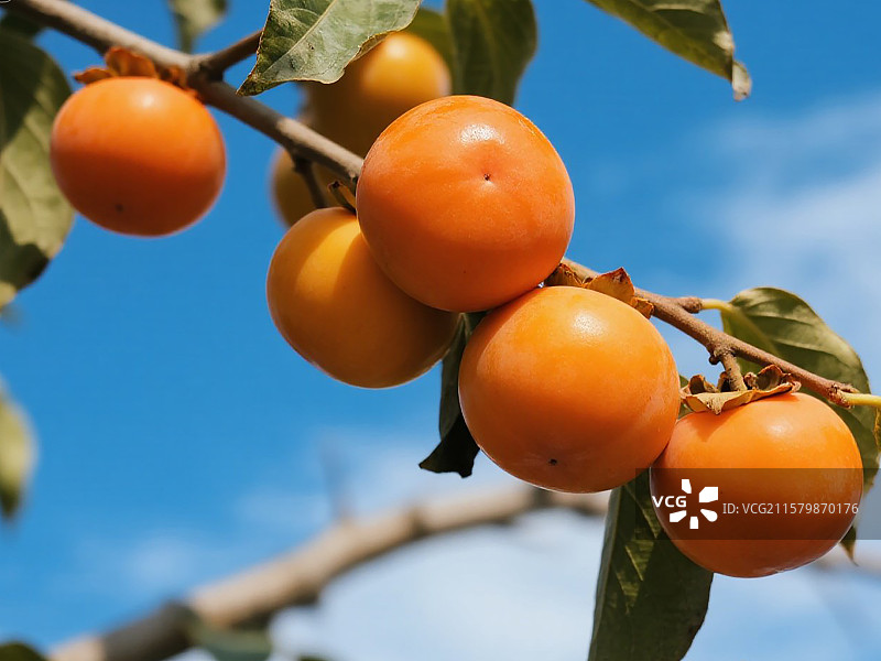 秋天树枝上的柿子脆柿图片素材