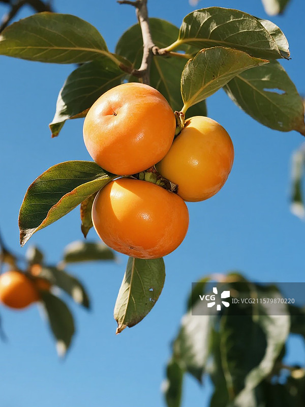 秋天树枝上的柿子脆柿图片素材