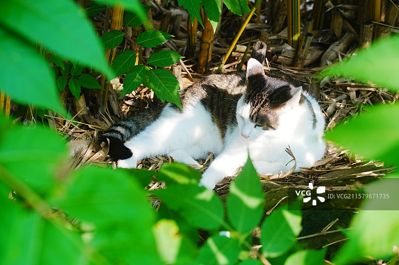 中华田园猫斜刘海肖像图片素材