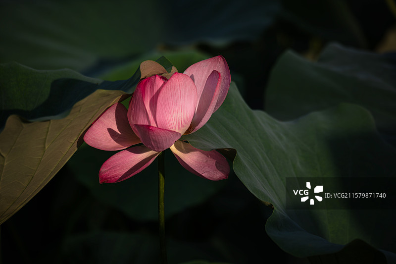 盛夏荷花图片素材