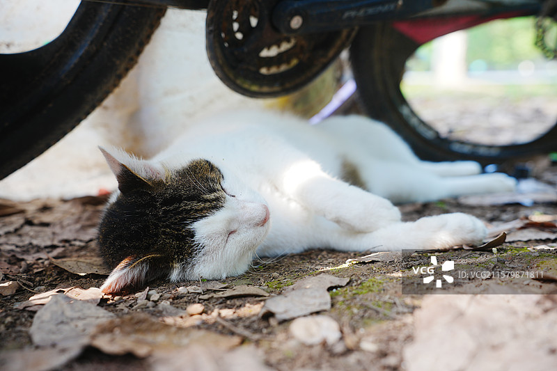 中华田园猫斜刘海肖像图片素材