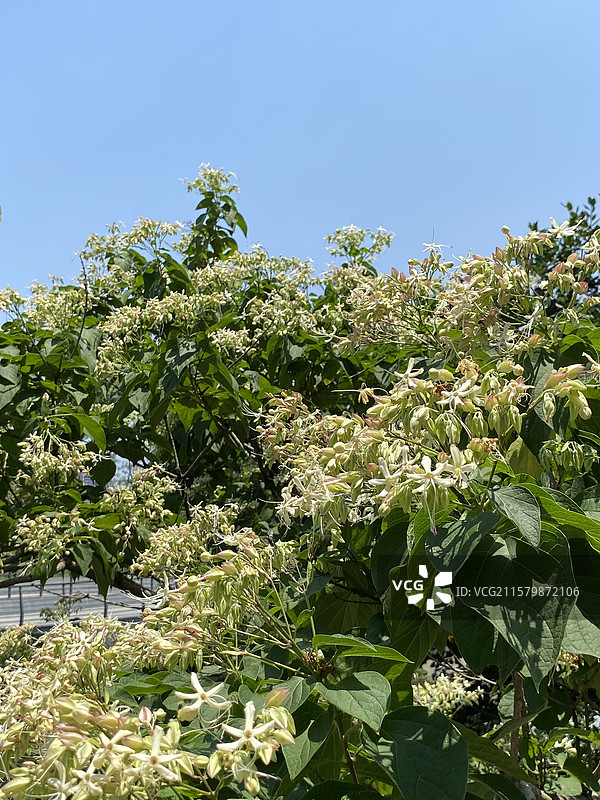 以城市命名的花——海州常山图片素材