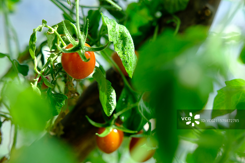 室内盆栽小西红柿。小番茄。圣女果。成熟的。未成熟的图片素材