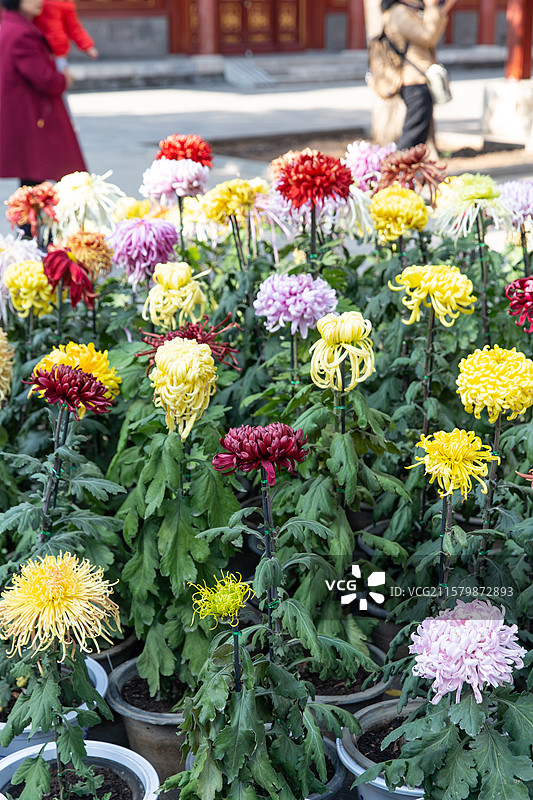 故宫慈宁宫花园秋日菊花展图片素材