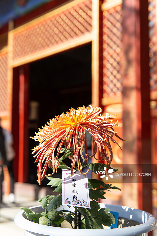 故宫慈宁宫花园秋日菊花展图片素材