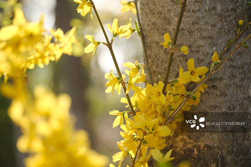 春天城市公园里的连翘花。高清风景背景图图片素材