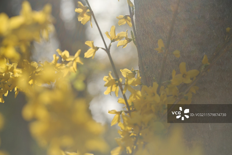 春天城市公园里的连翘花。高清风景背景图图片素材