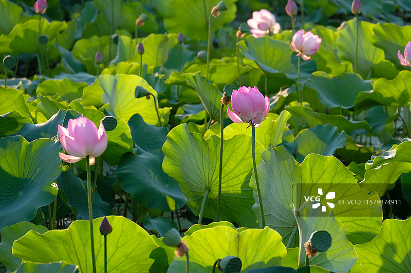 夏日荷塘。池塘荷花荷叶莲蓬。高清风景背景图图片素材