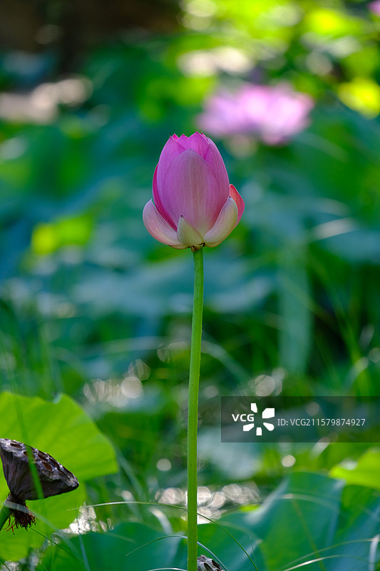 夏日荷塘。池塘荷花荷叶莲蓬。高清风景背景图图片素材