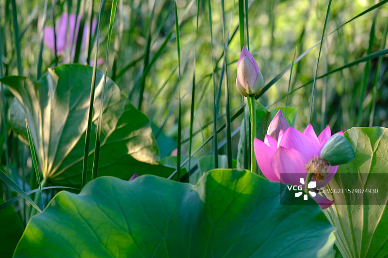 夏日荷塘。池塘荷花荷叶莲蓬。高清风景背景图图片素材